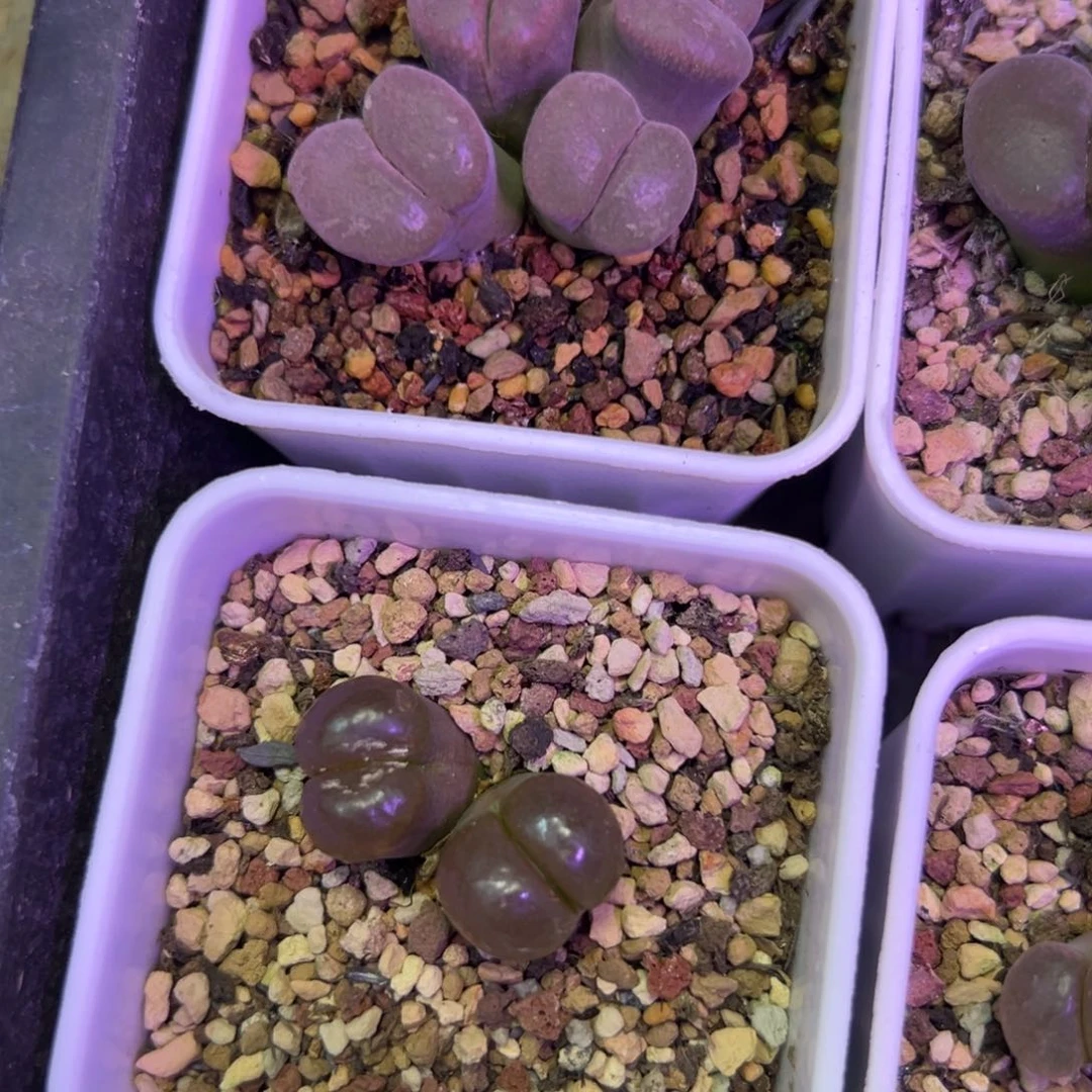 甜***甜补差价  肉锥植物