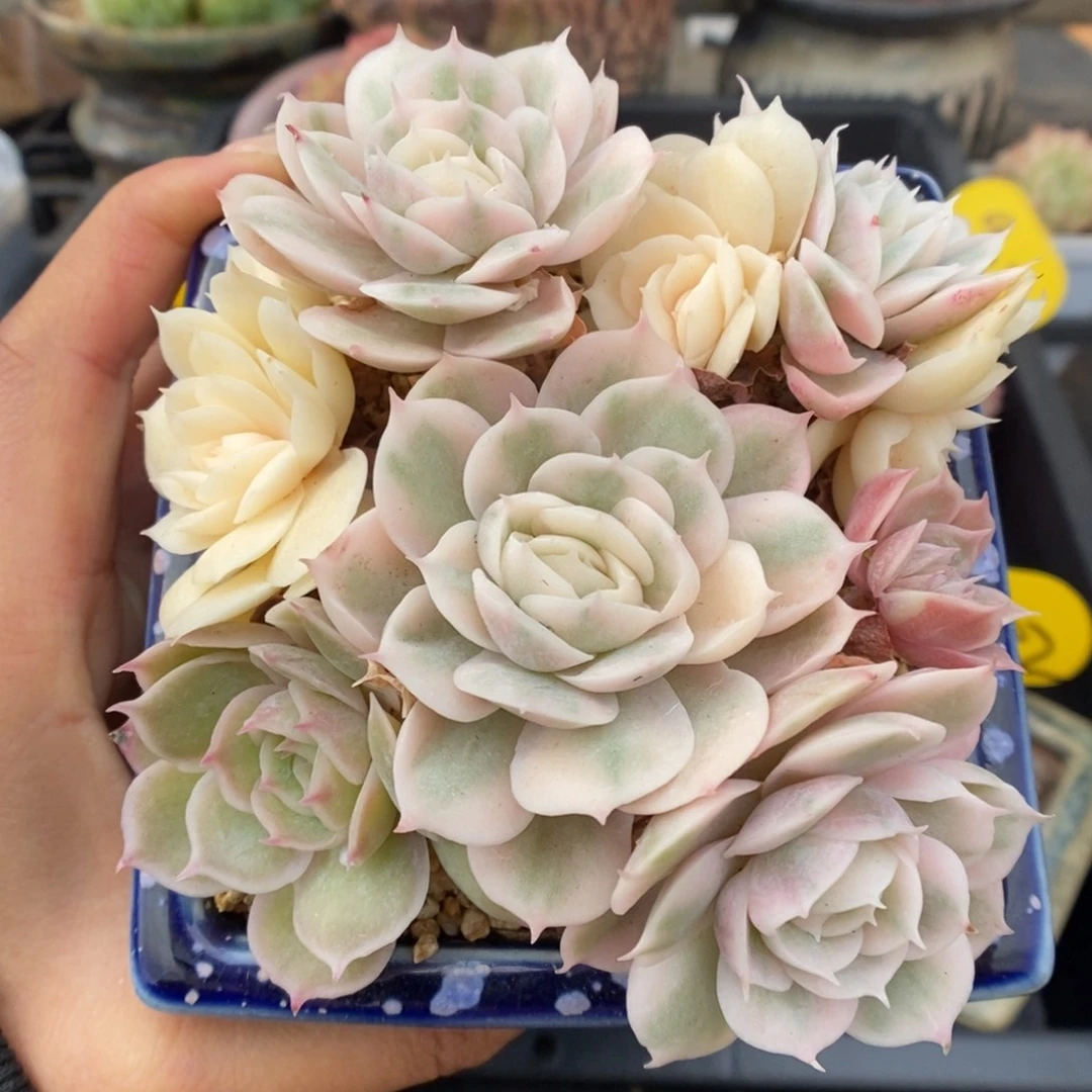 昂斯诺锦群生可拍