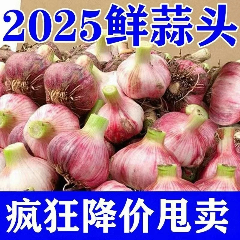 【坏果缺斤包赔】2025新鲜现挖紫皮白蒜可腌制糖醋蒜当季嫩蒜