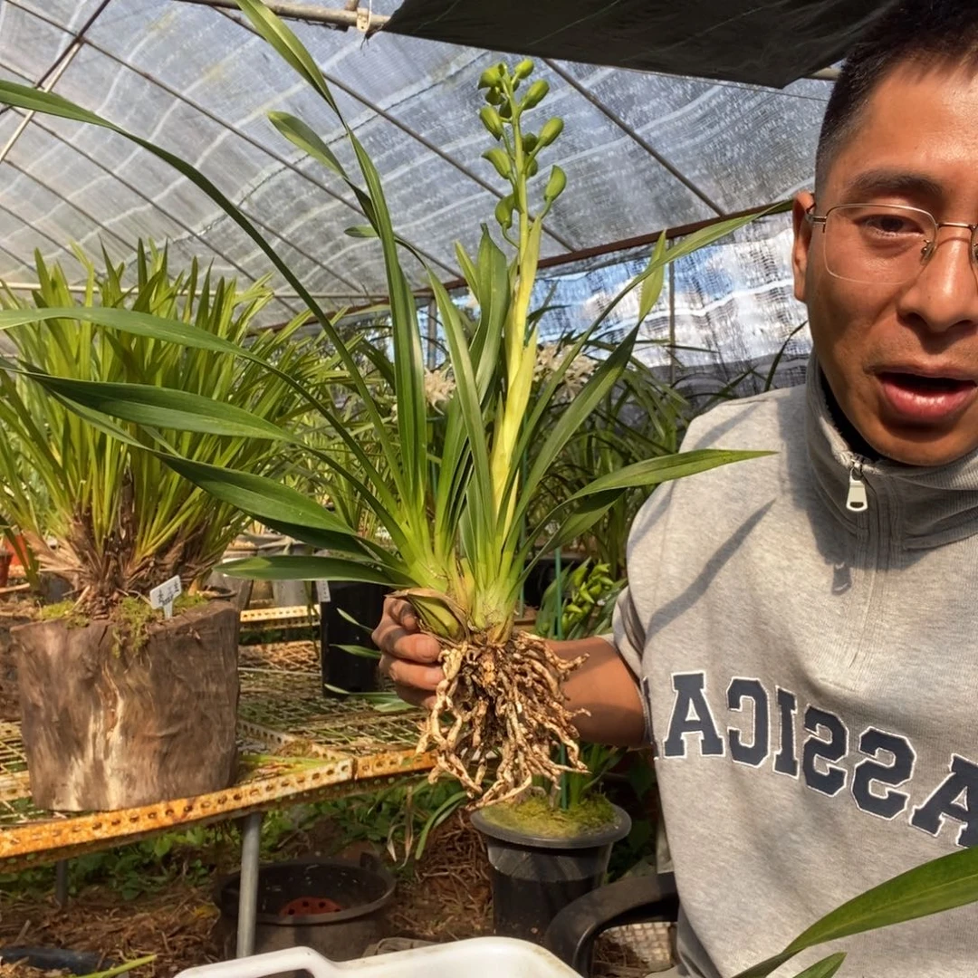 陈***阳完全开放1绿美人素花