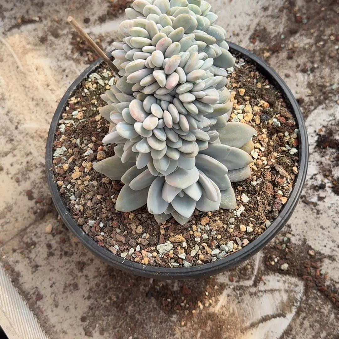 阳****美粉兔缀化000000