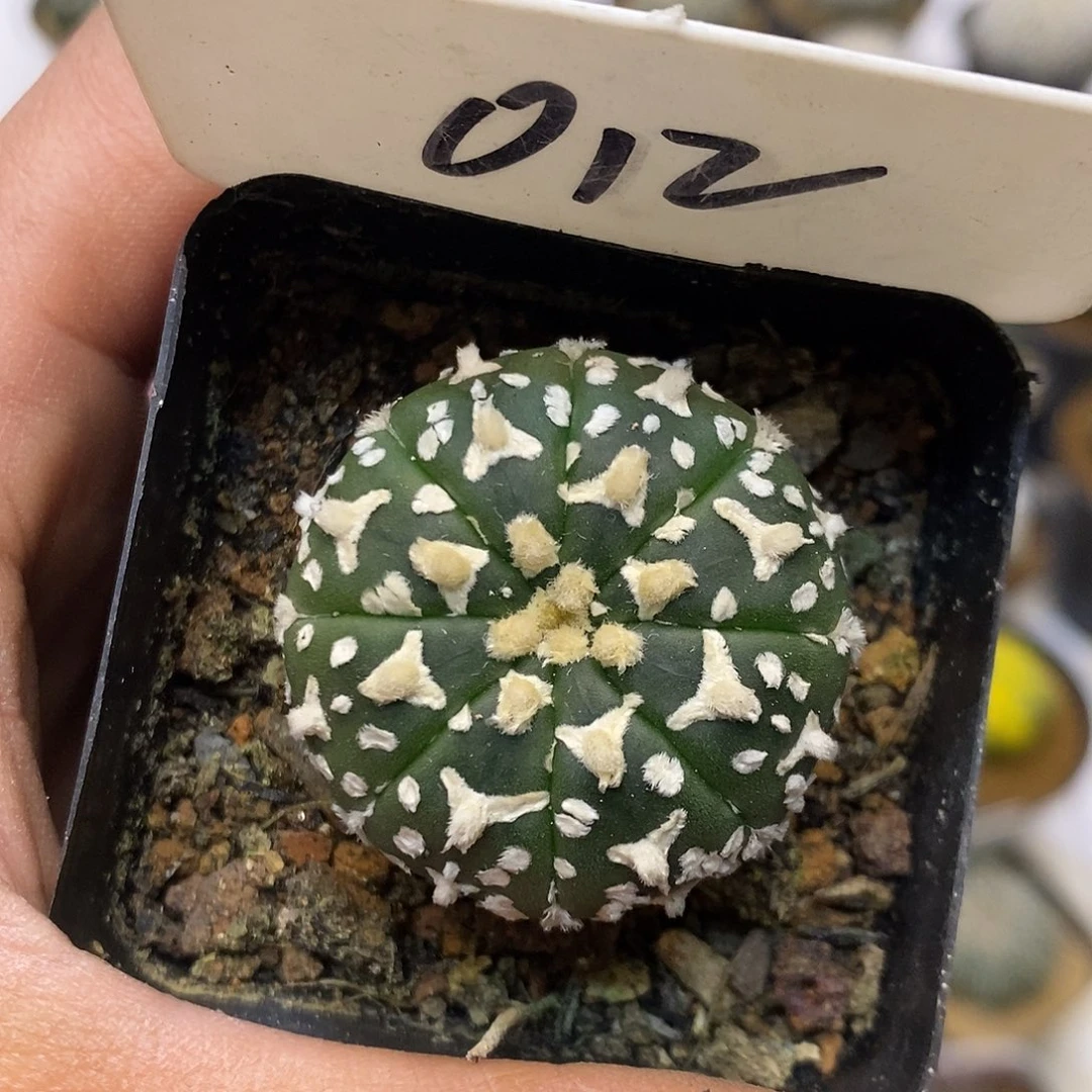 012福利特价来啦憧憬