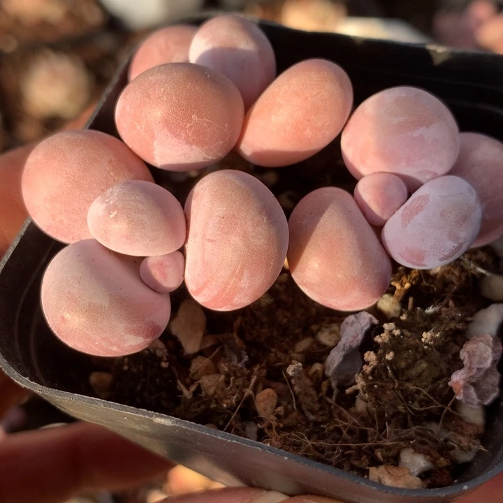 蛋黄奶多肉一物一拍