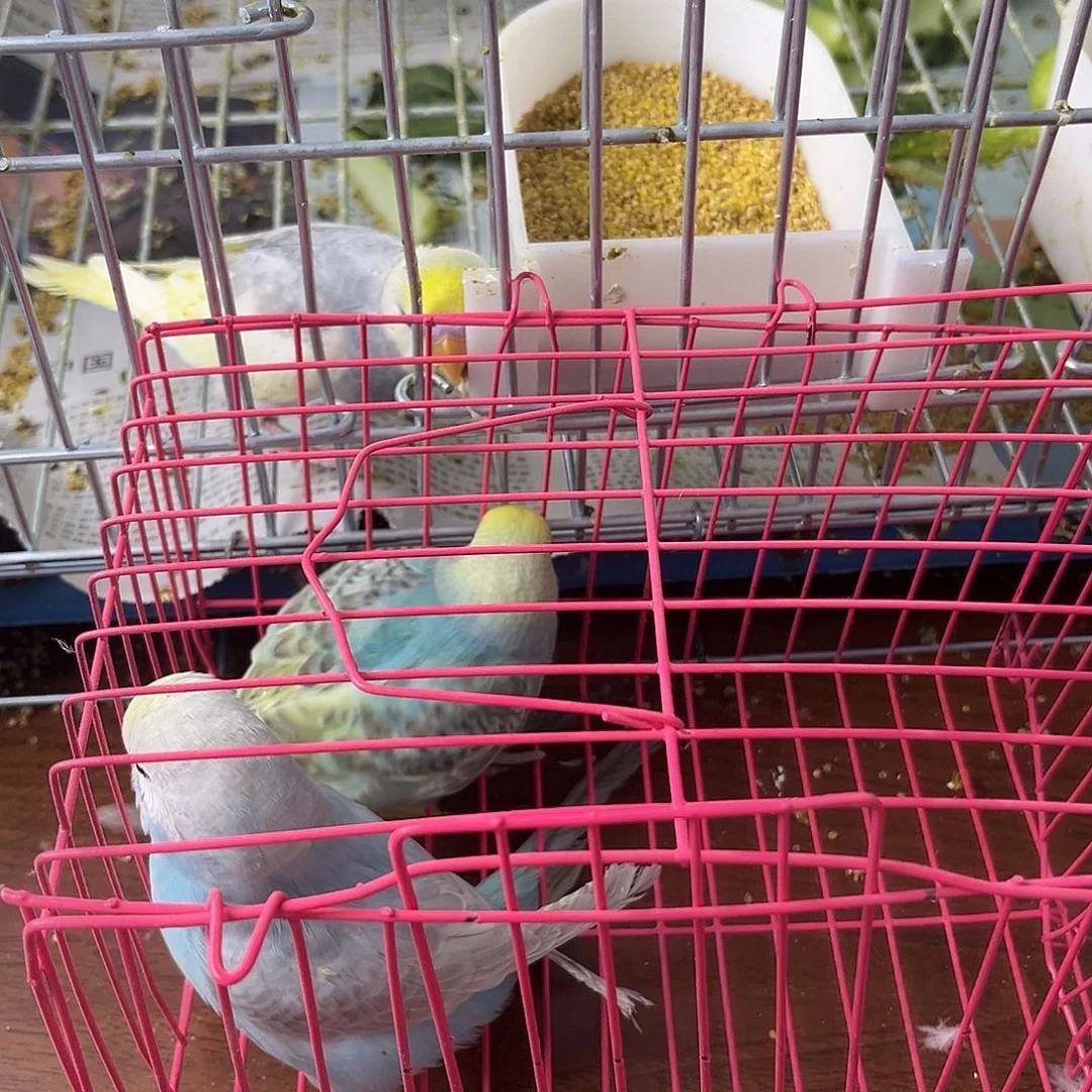 虎皮鹦鹉金彩鹦鹉