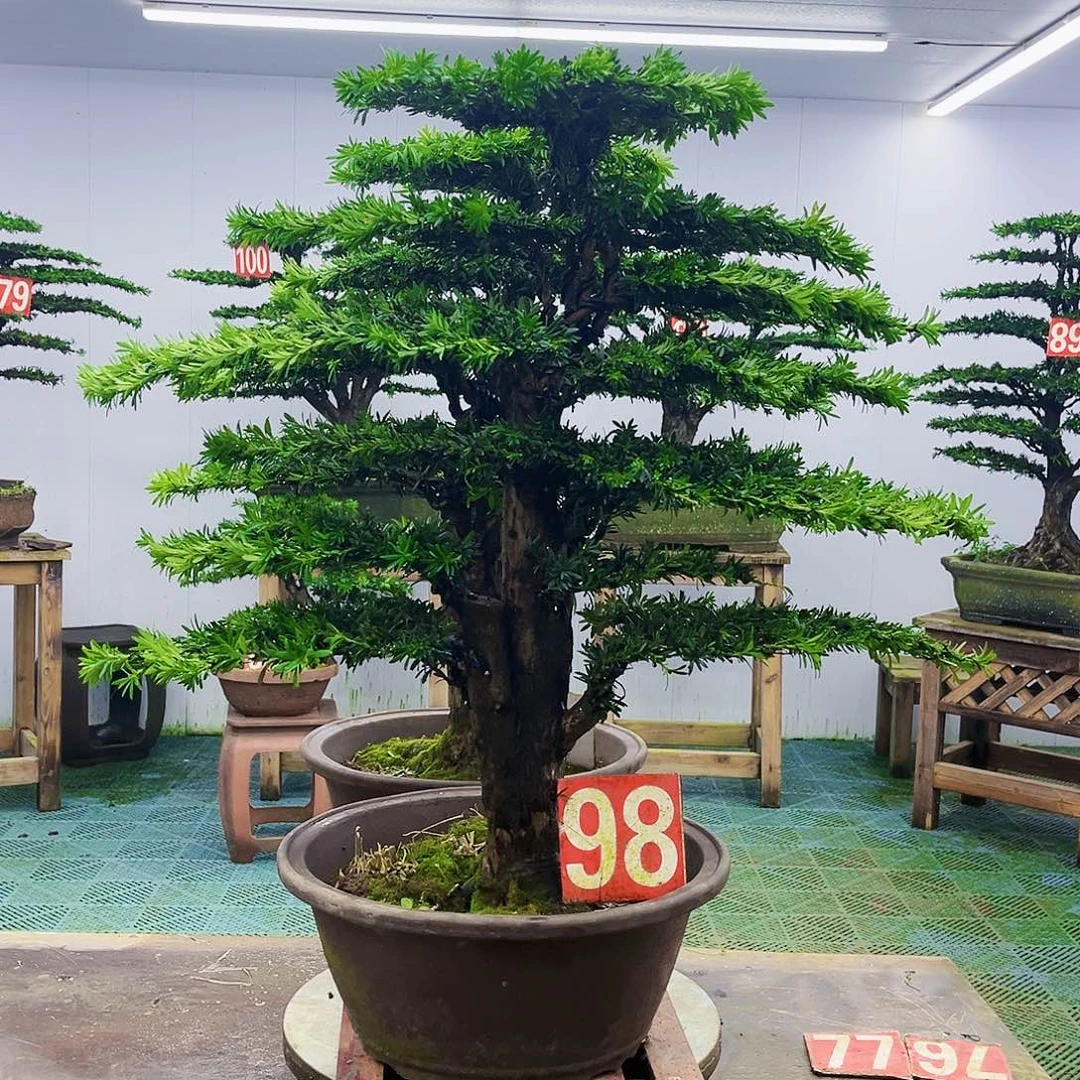 完全开放罗汉松盆景艺术
