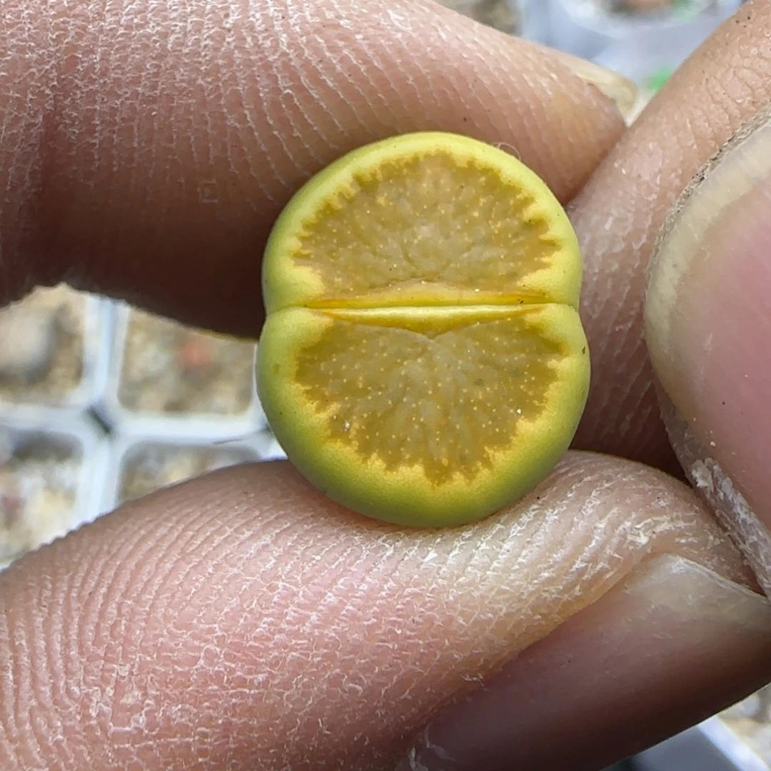 229 生石花大棚直播