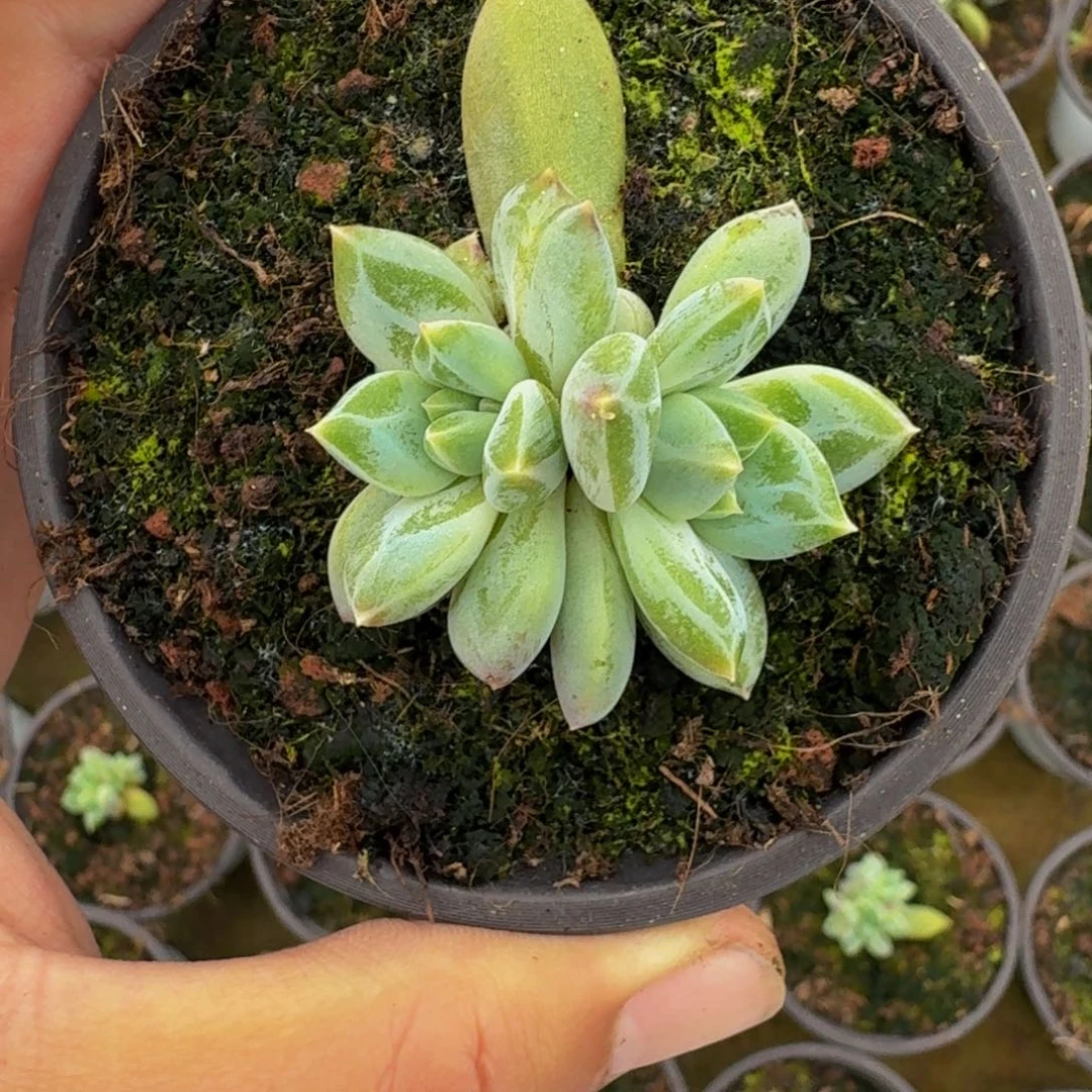 青禾美人 叶插 一物一拍