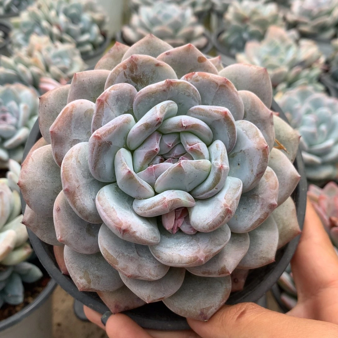 石榴籽a1花花花花