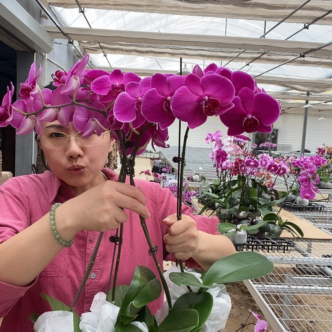 完全开放不隆方丹4棵组合