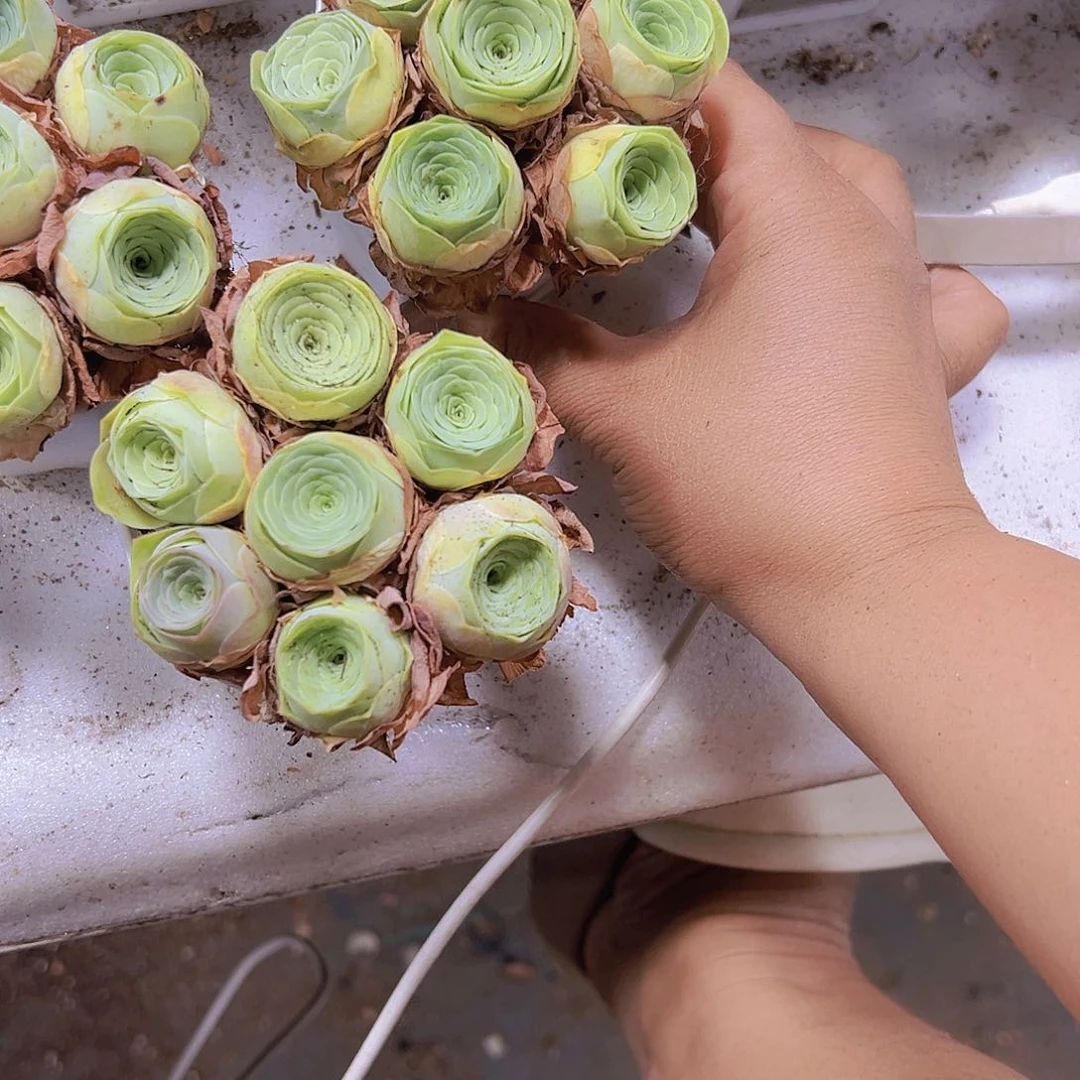 七龙珠组合2盆19包邮