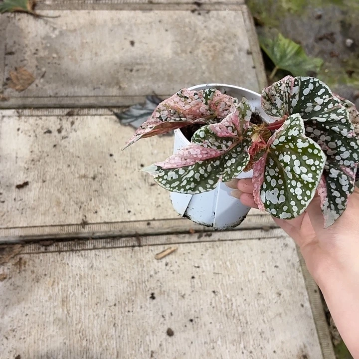 完全开放富士山锦