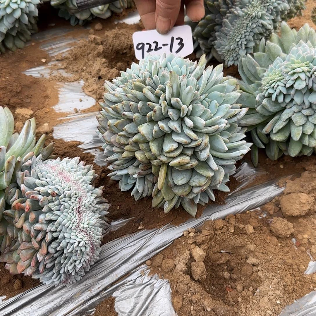 L***A922-13橙子缀多肉地栽寄养