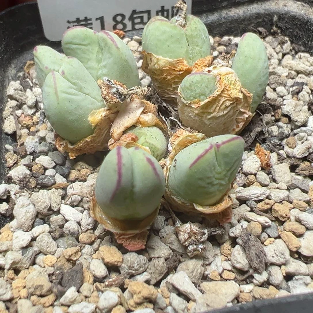 【闪购商品】 397。