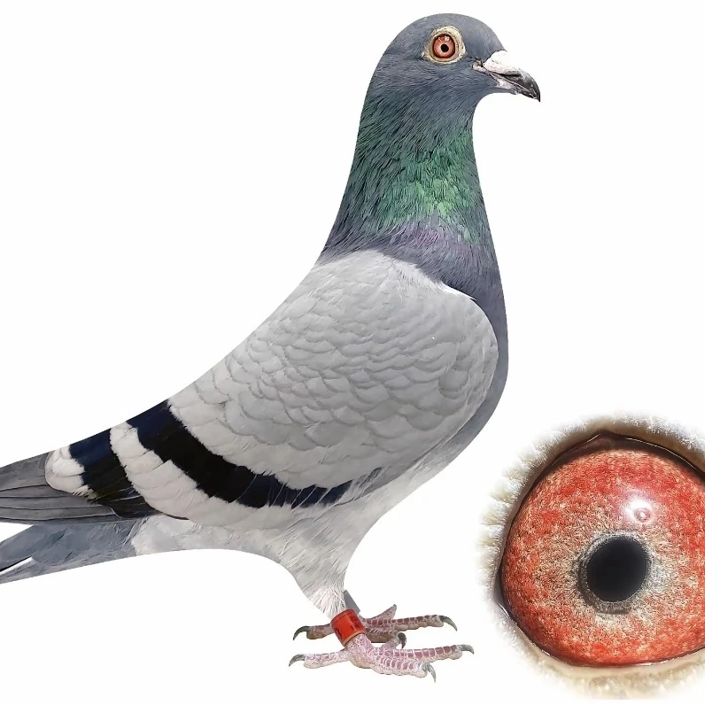 精品信鸽成绩鸽天落鸟脚环