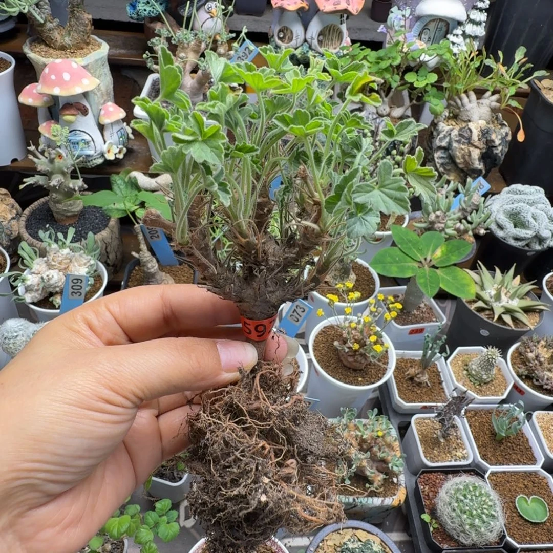 五裂叶洋葵592仙人掌