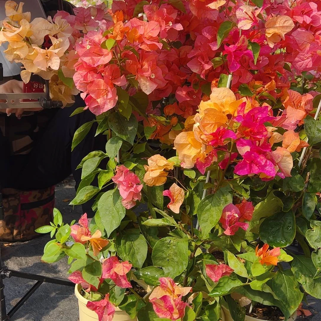 大部分花苞少量开放阿达纳带竹一颗