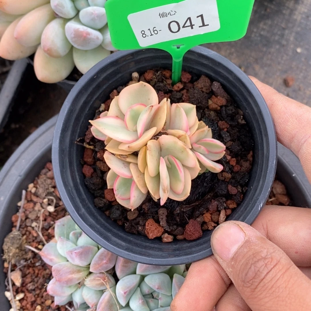 宗****y816041多肉群多肉