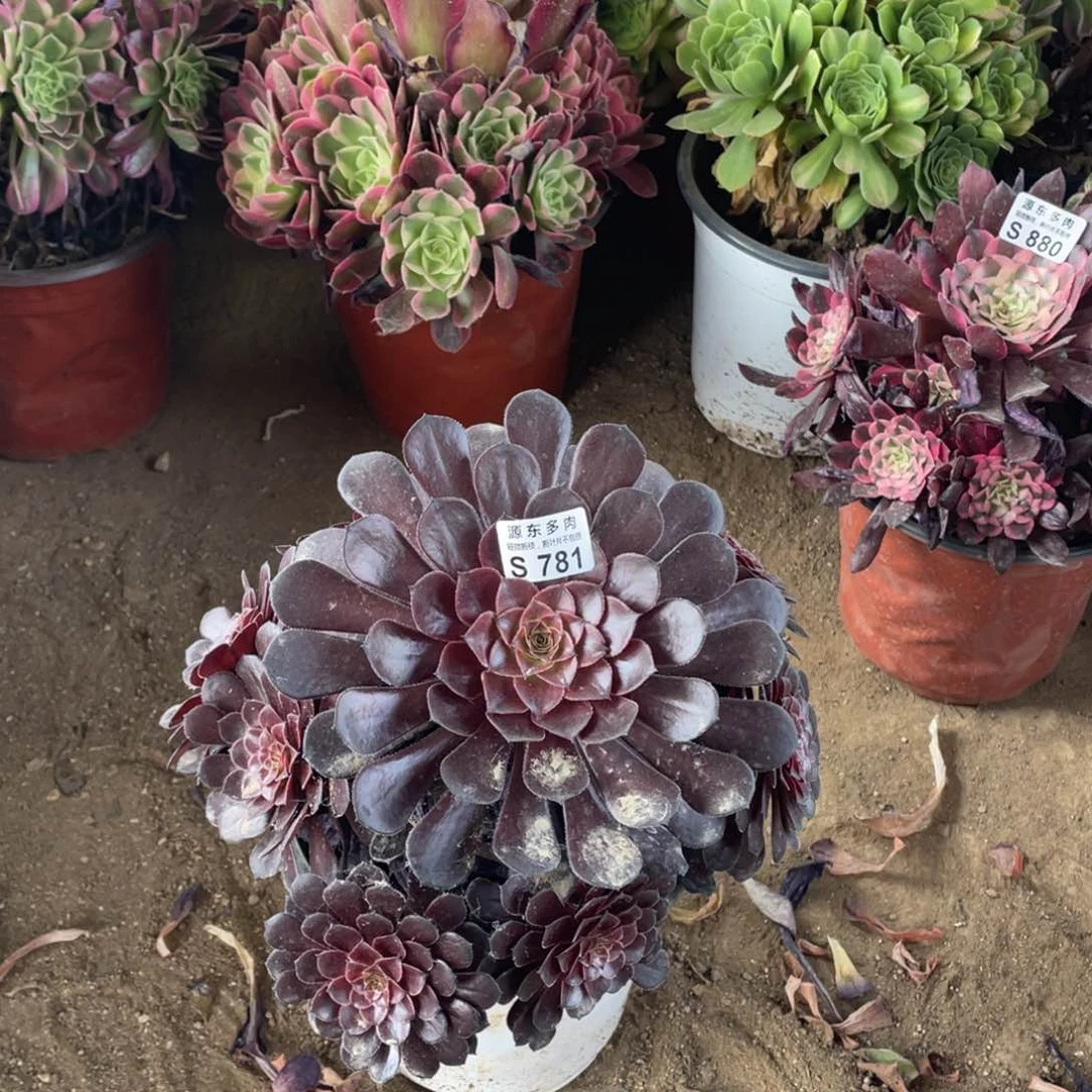 781黑铜壶多肉法师断枝不包