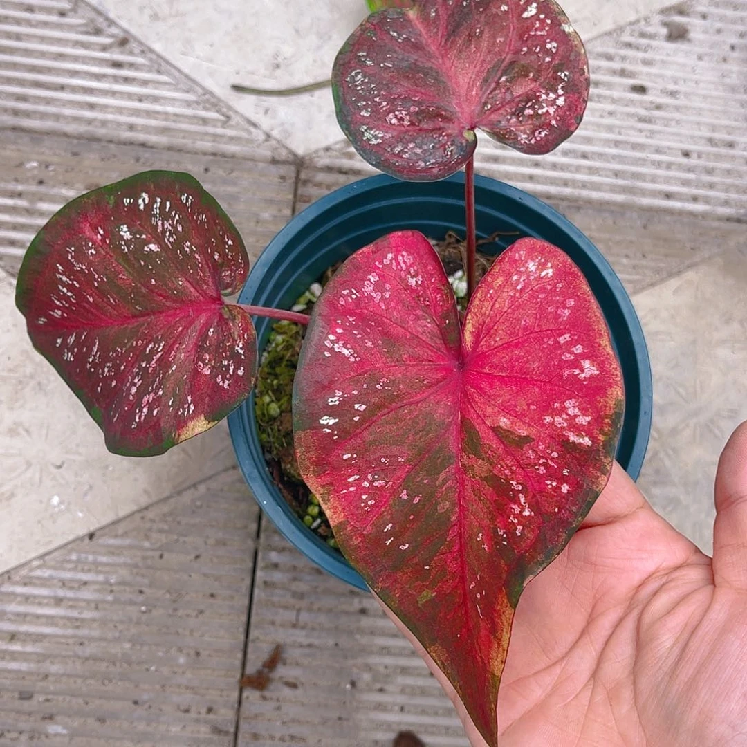 完全开放泰彩一物一拍523