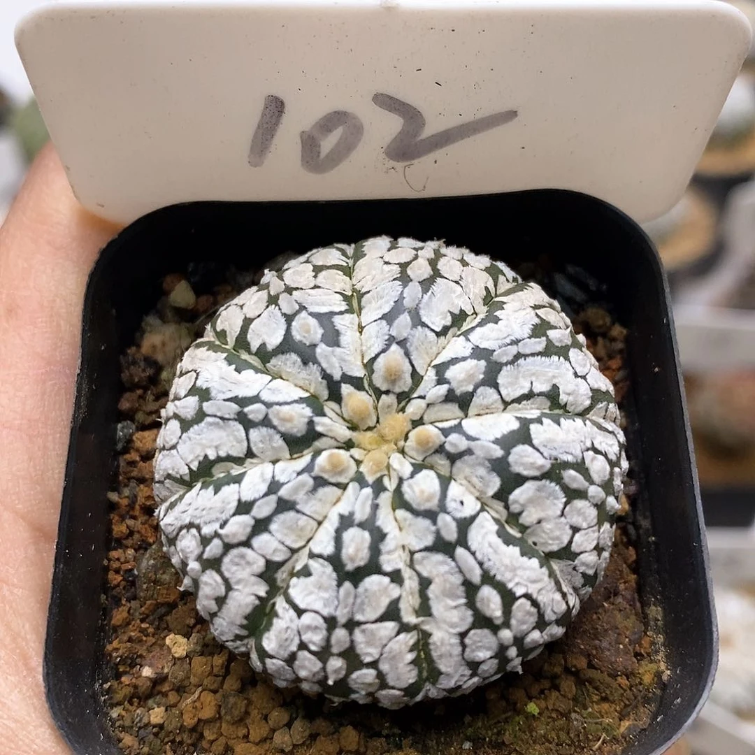 特价福利特价款特价