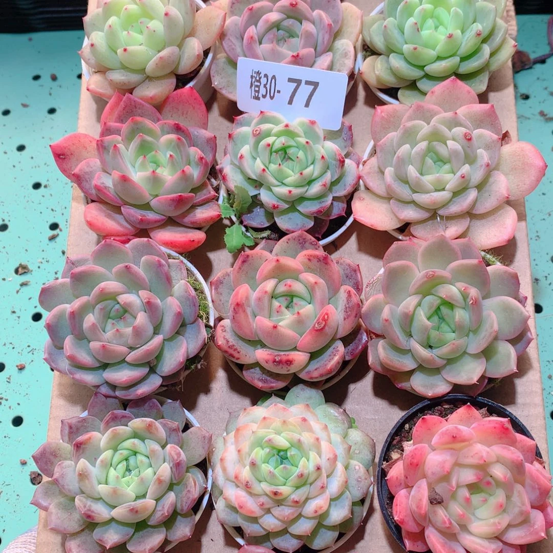30-77一物一拍多肉带盆18颗