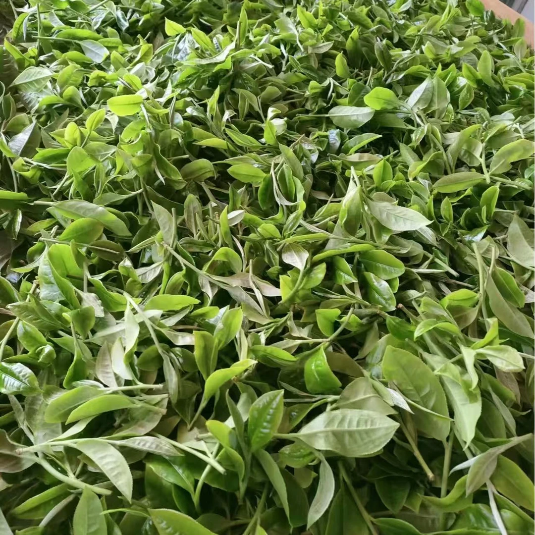 【荣圆号】2025年倚邦大黑山古树普洱生茶