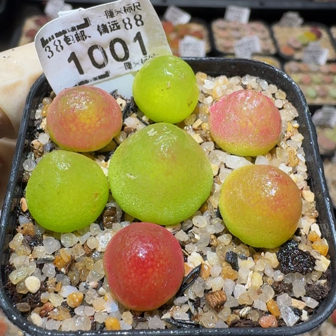 Sssss精品生石花1001