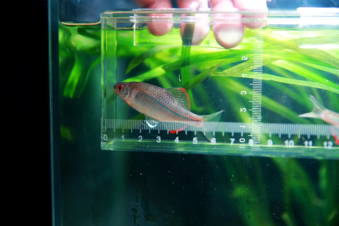 肯氏鱊肯氏鳑鲏非红边鳑鲏原生溪流鱼