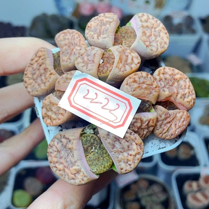 哈*猪樱桃爱妃们的美肉