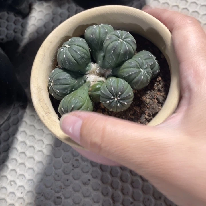 过***风实生一群兜连线脱土