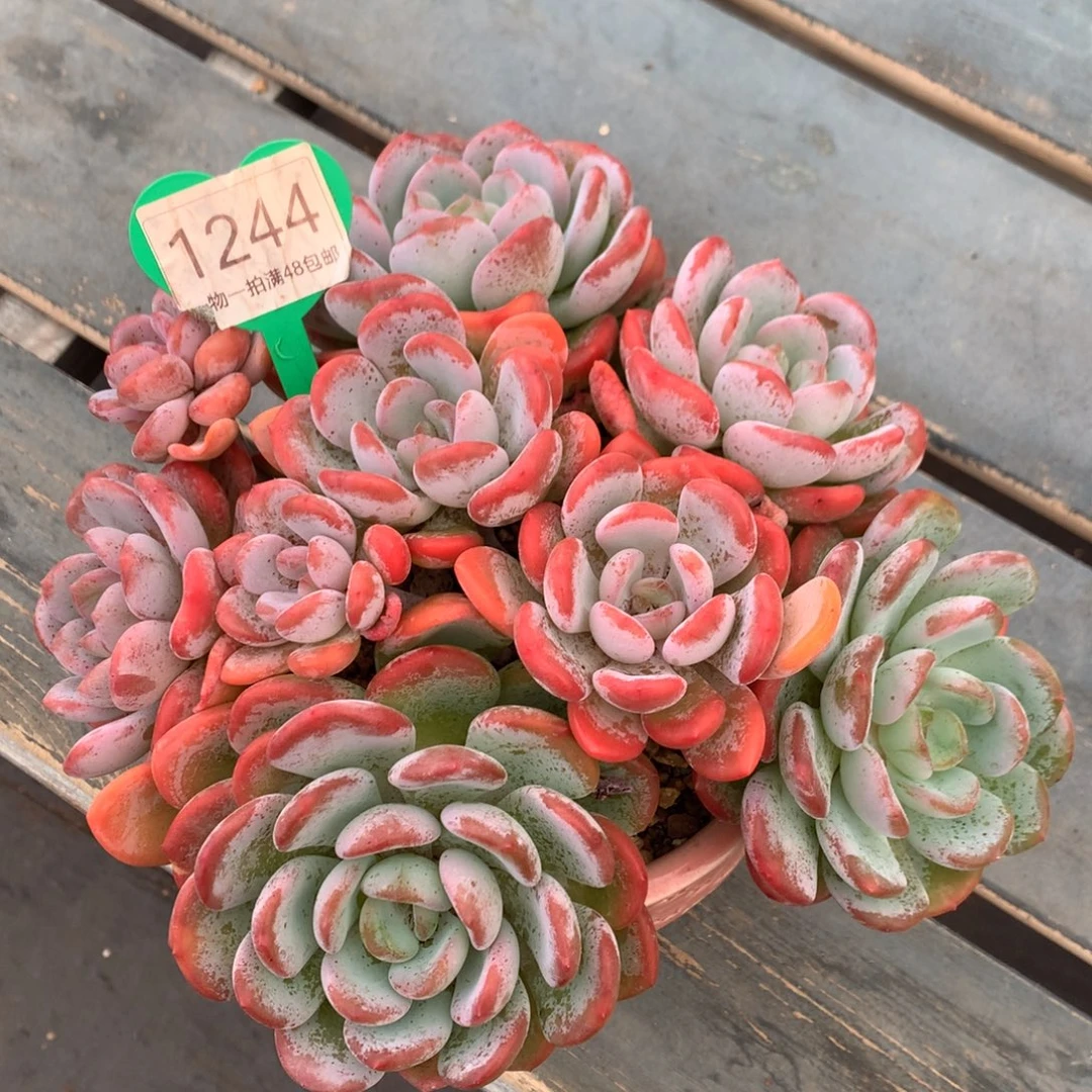 香橙老桩一物一拍