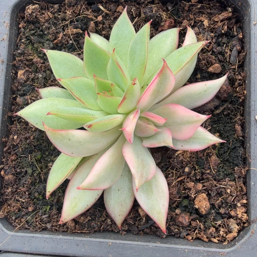 红莲锦腹轮锦双状态