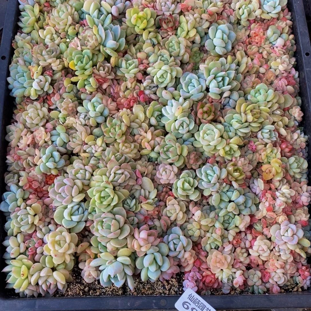 苏**干692多肉植物保护研究所