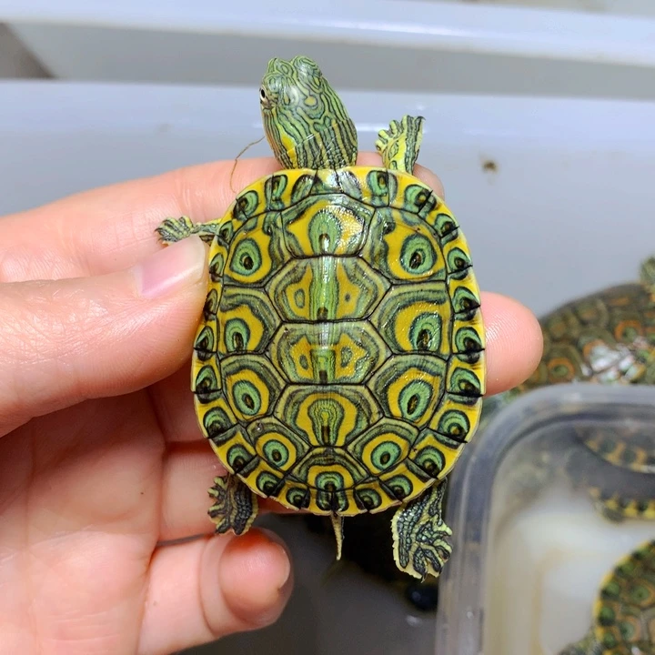 巴西彩龟不分公母4加魔戒大河