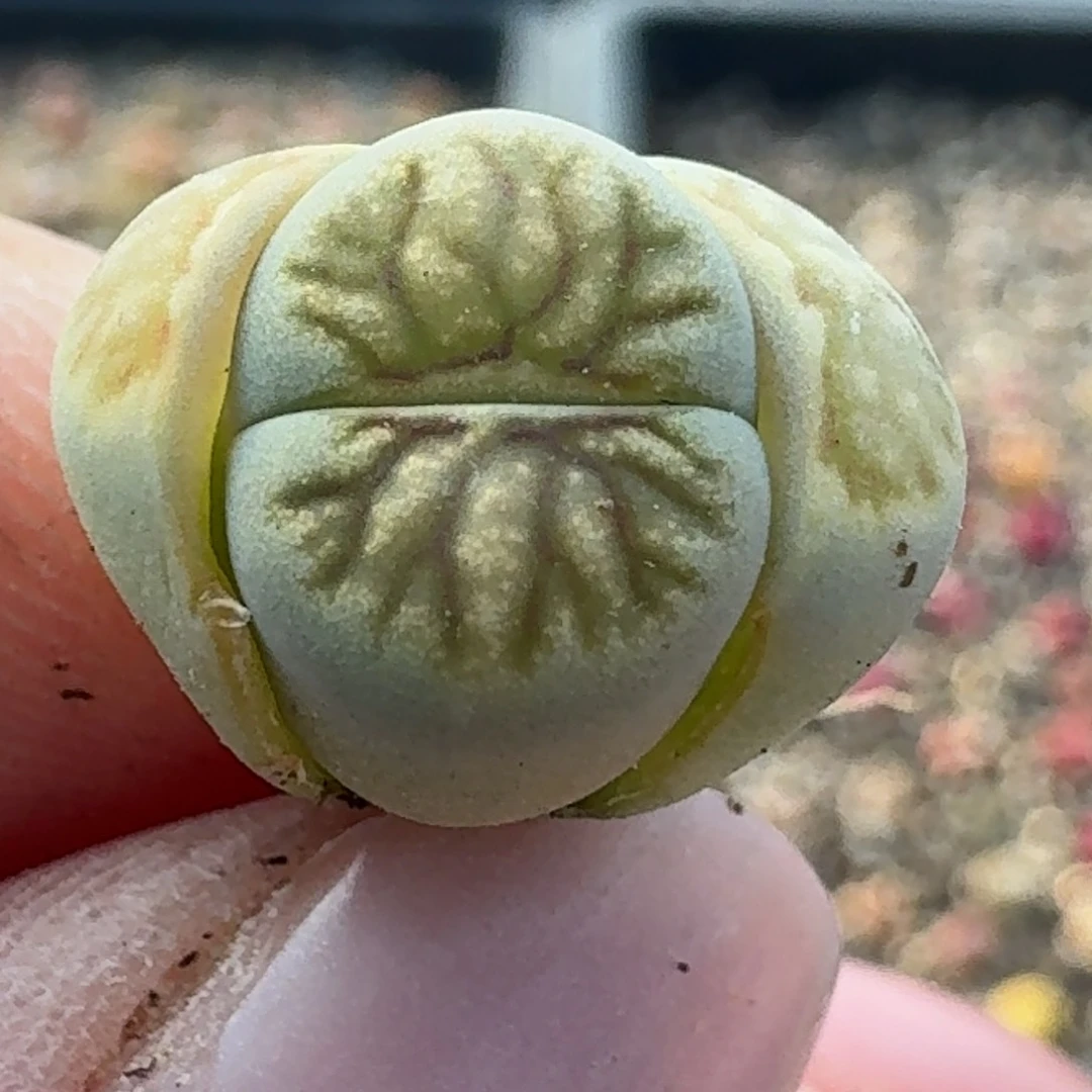 784一颗00000000000