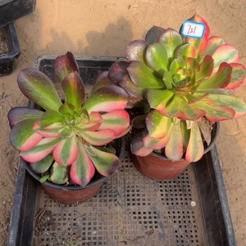 721多肉植物组合