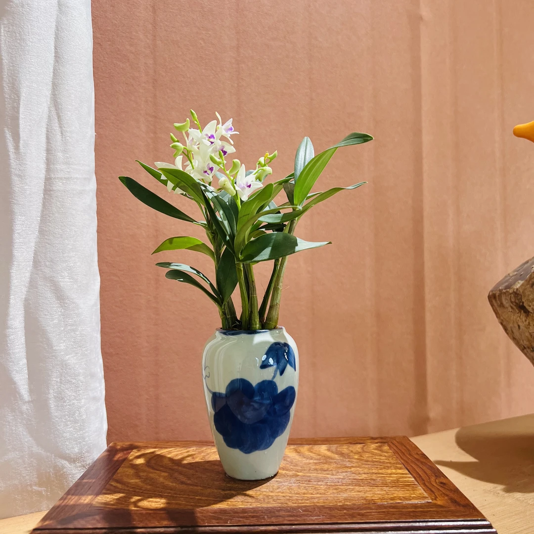 澳洲香水石斛室内好养带花苞加赠青花盆