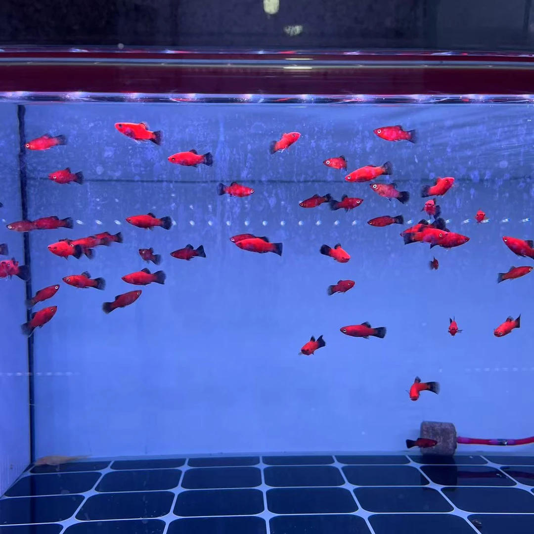 福袋包邮不包损 小熊猫（2条）