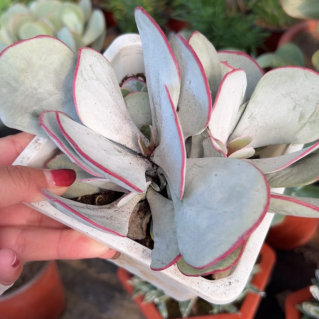 多肉植物白眉群生
