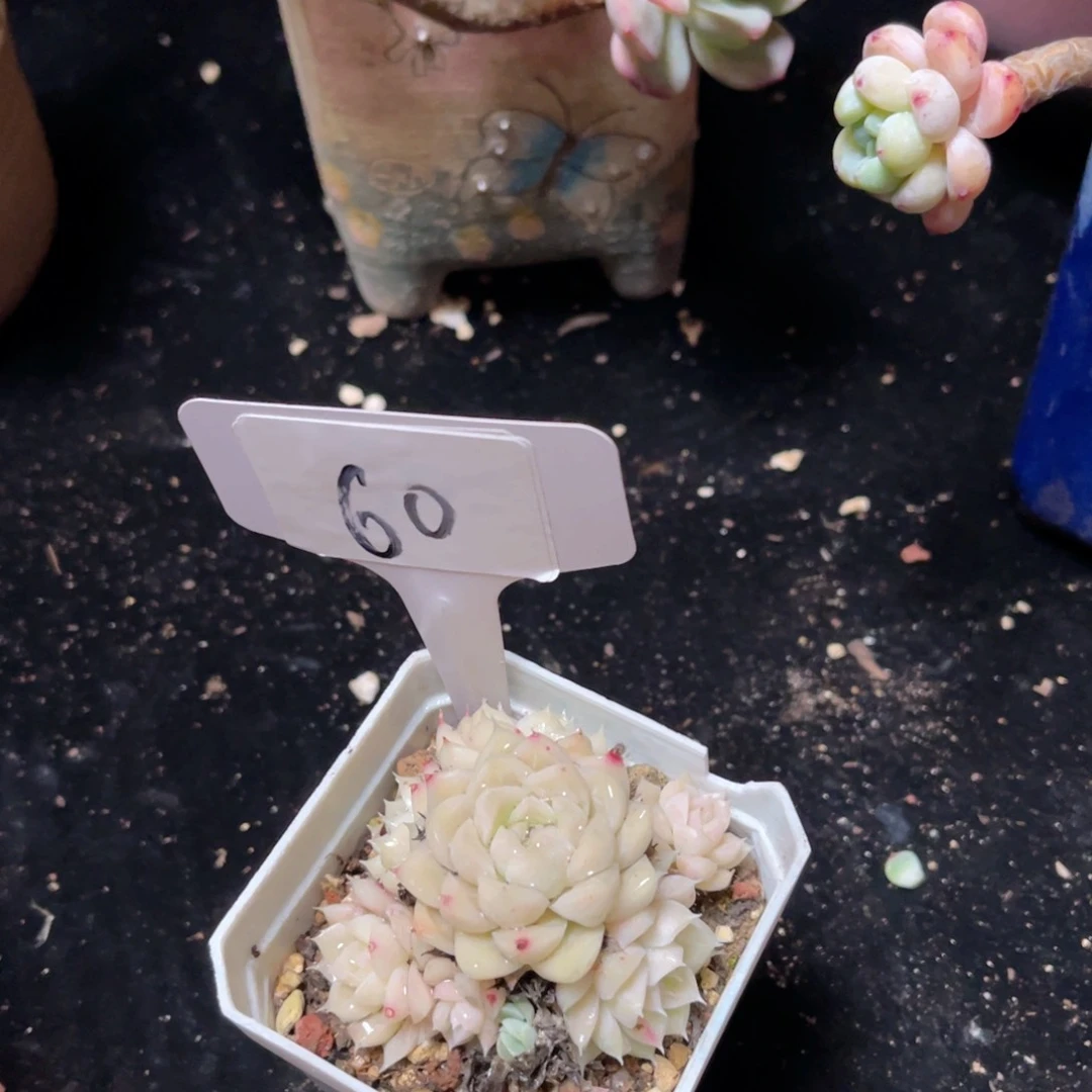 60 一物一拍精品