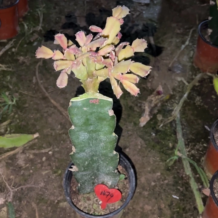 冷***暖当前无花栽培后可以开花045  1479
