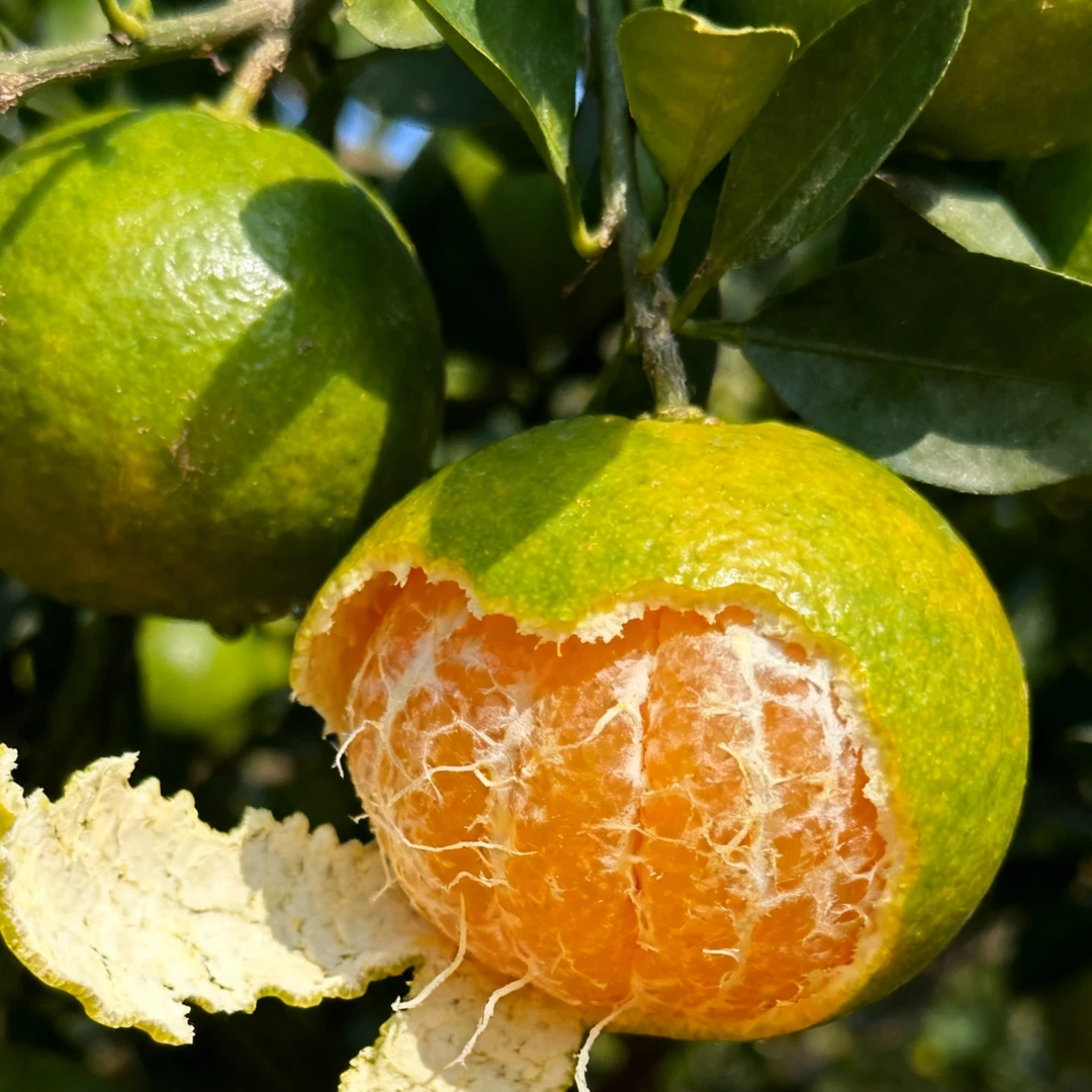 【产地现采现发】宜昌无籽蜜桔薄皮当季新鲜孕妇水果甜橘子产地批发