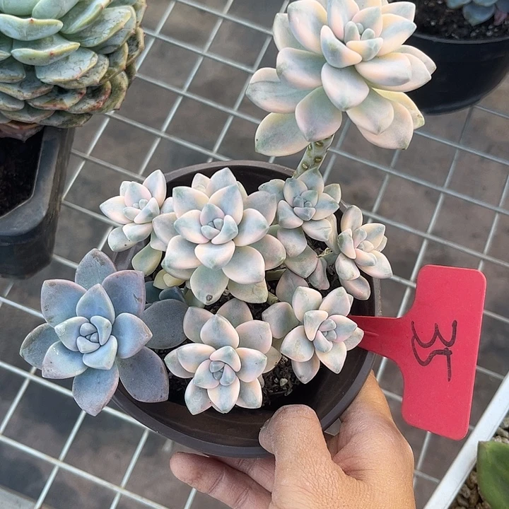开播炸福利，好久不见35