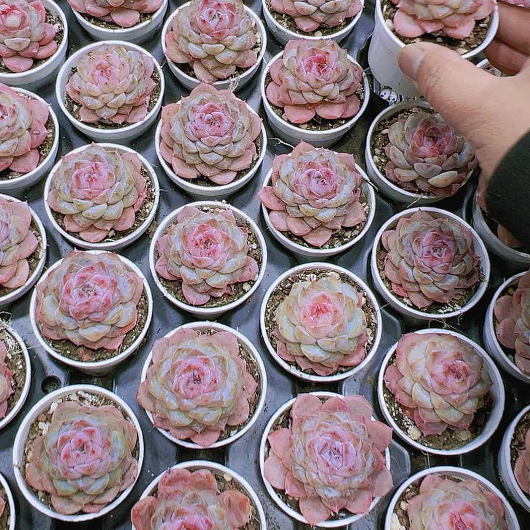 粉胭脂多肉植物19包邮