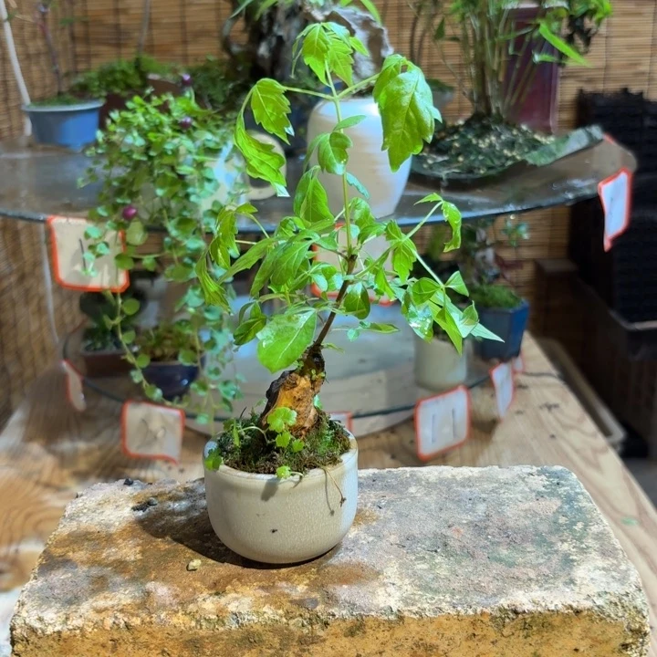 无花朵请***信一物一拍所见即所得58