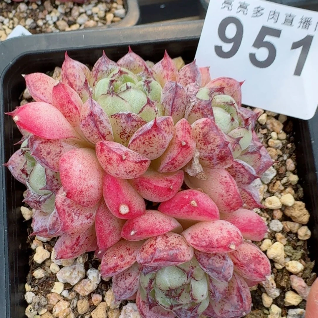 赤水晶      愿你一路坦途，乘风破浪展宏图