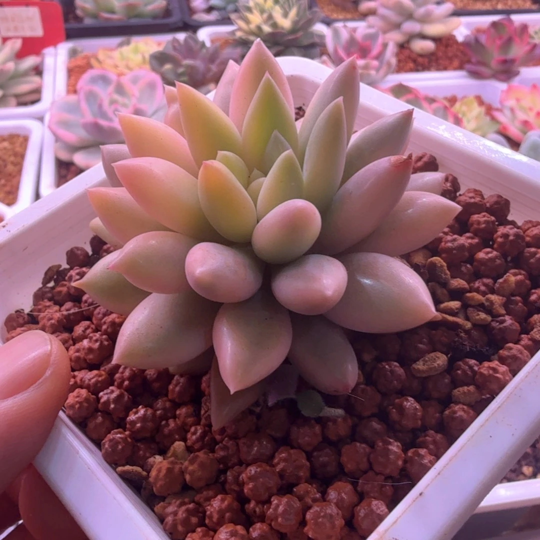 石***阡石阡红蜻蜓锦 多肉