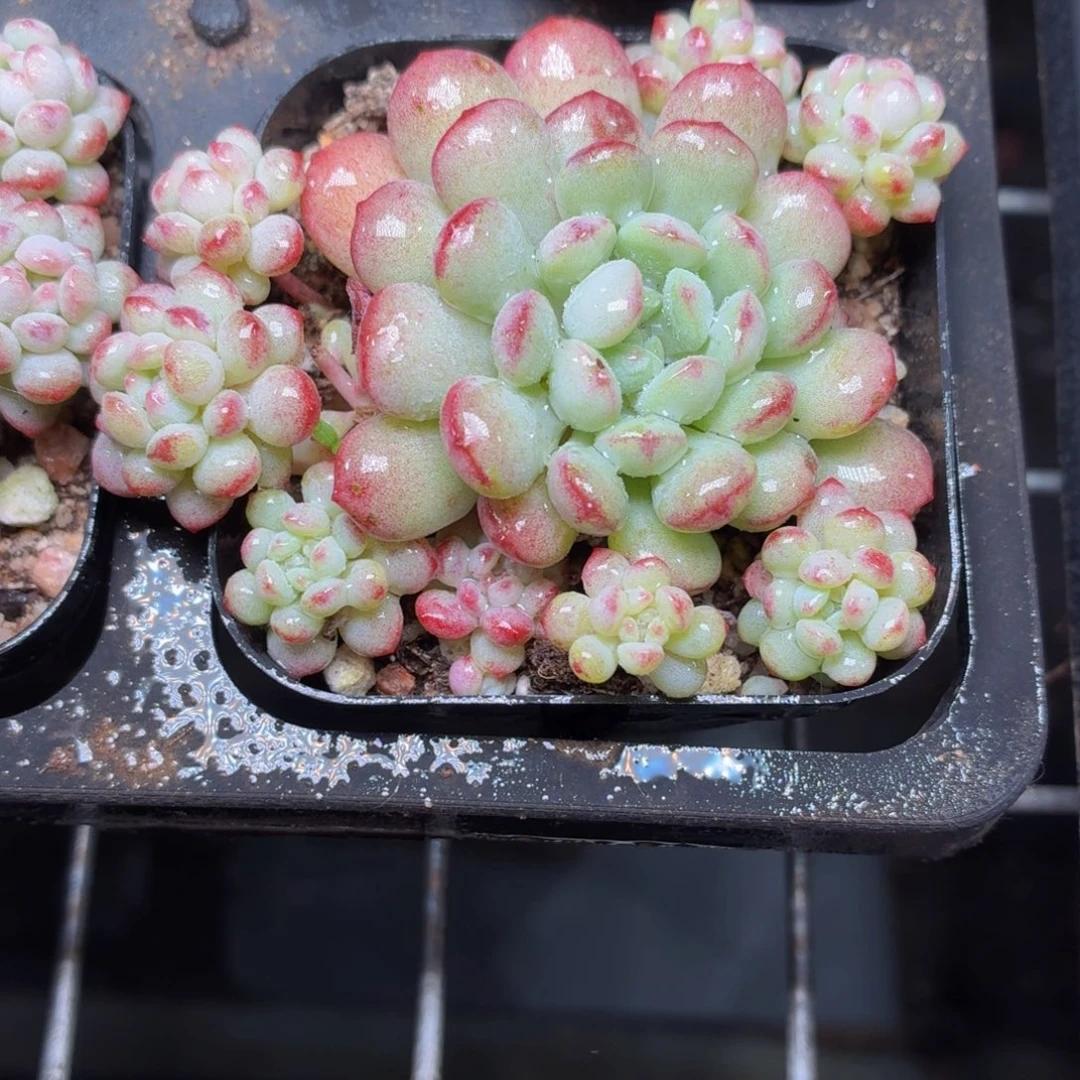 萌豆多肉9.9包邮发货