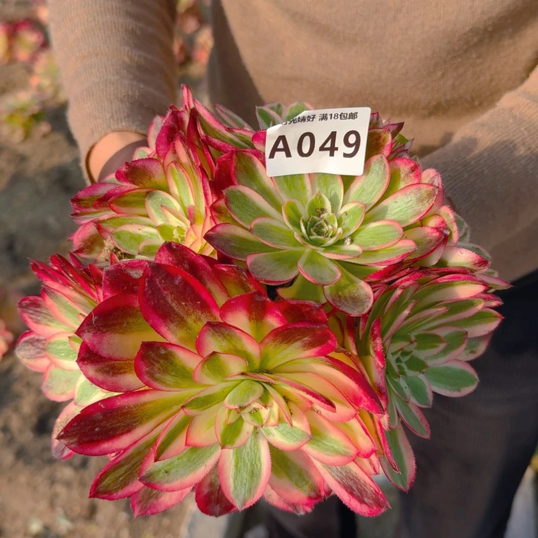 049红荔枝。多肉植物