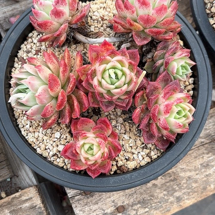 多肉植物，红女巫